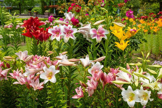 さまざまな色のユリの花