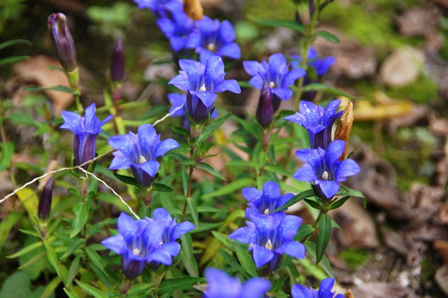 リンドウ　青紫色　秋の花