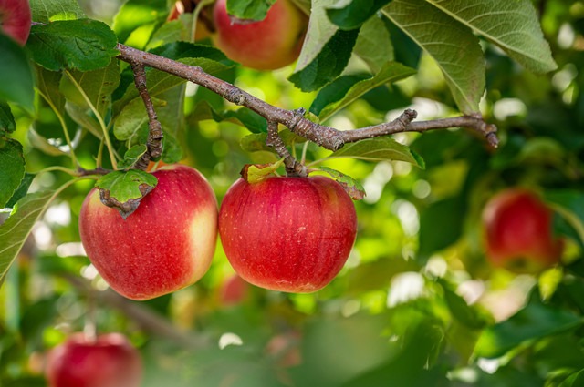 リンゴの木に赤いリンゴが実っている　出産 内祝い センスのいい 5000円